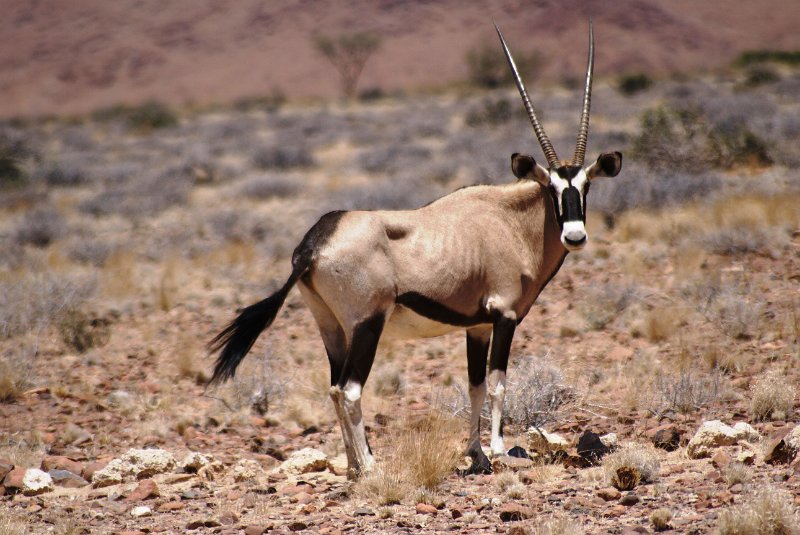 Na (154).JPG - Oryx                